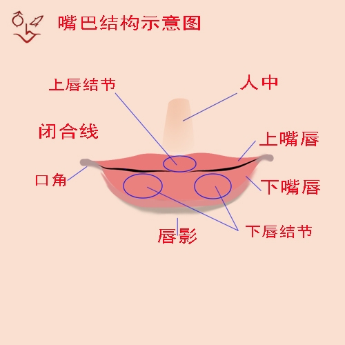 详解photoshop中眼睛眉毛睫毛嘴唇等五官的画法