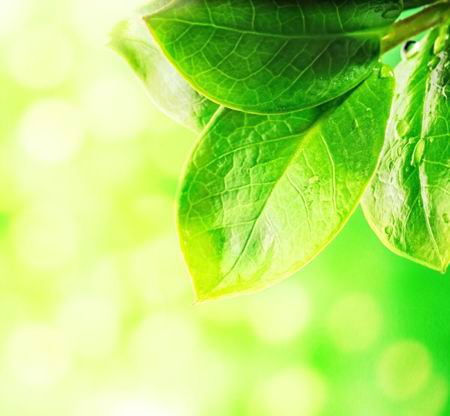 高清嫩绿色叶子特写光影背景清新植物大尺寸素材图片下载