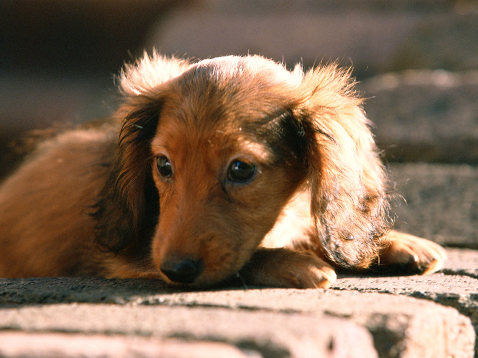 Miniature_Dachshund_EA39042.jpg