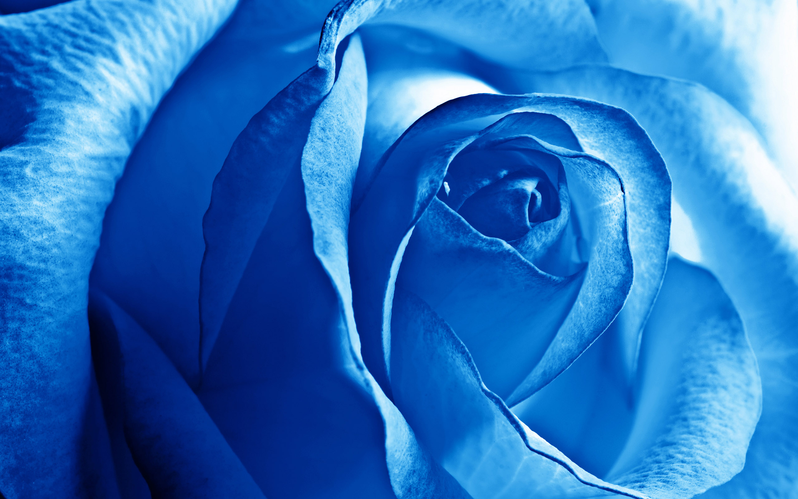 Rose_011020.jpg