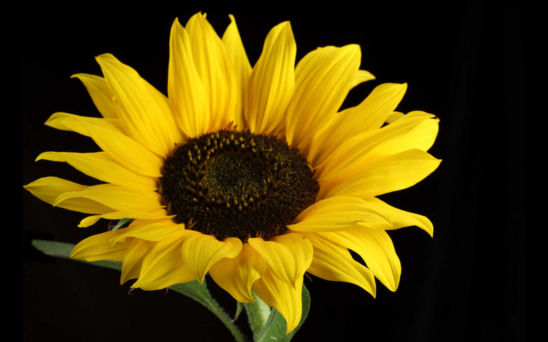 sunflower_008010.jpg