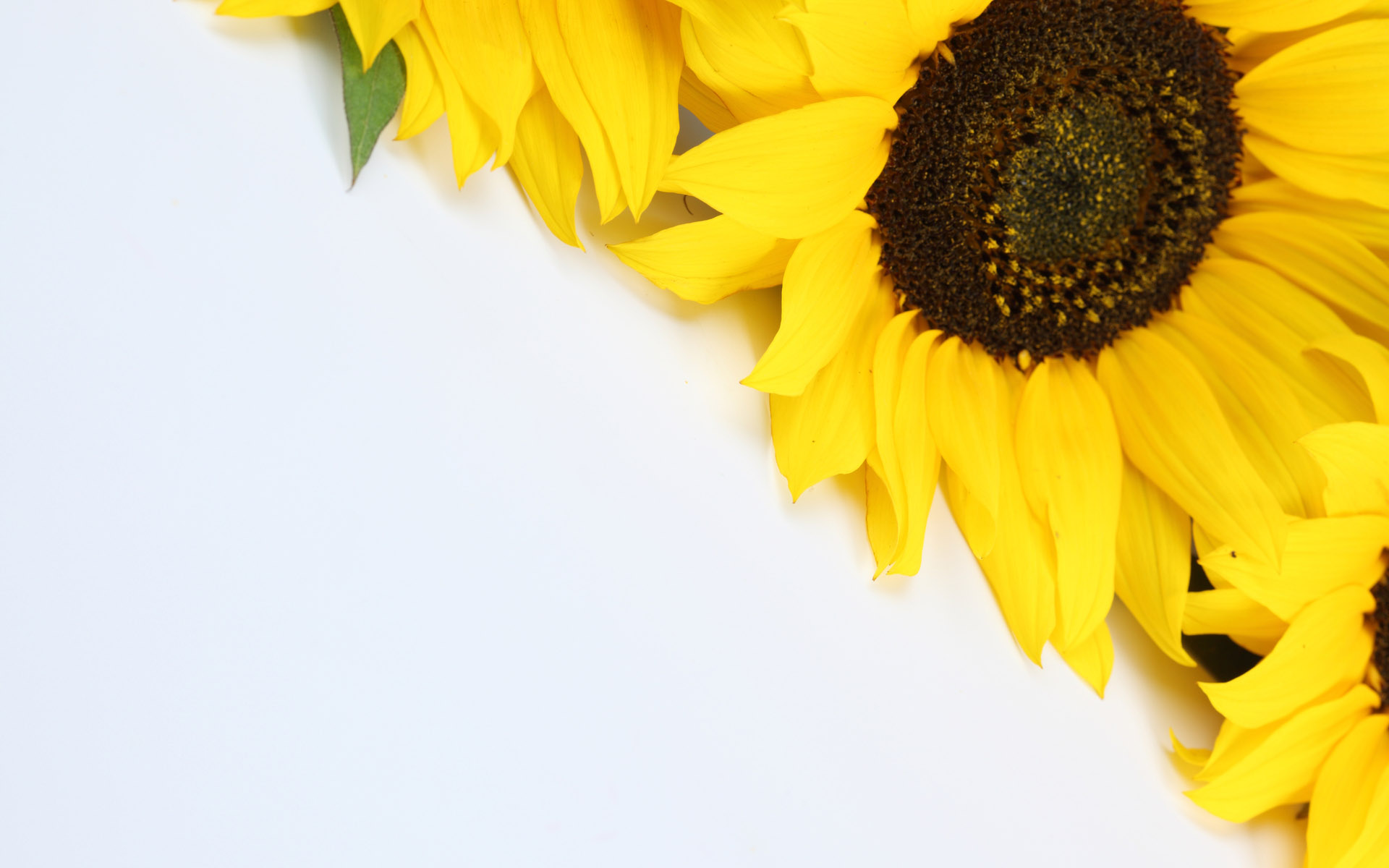 sunflower_009006.jpg