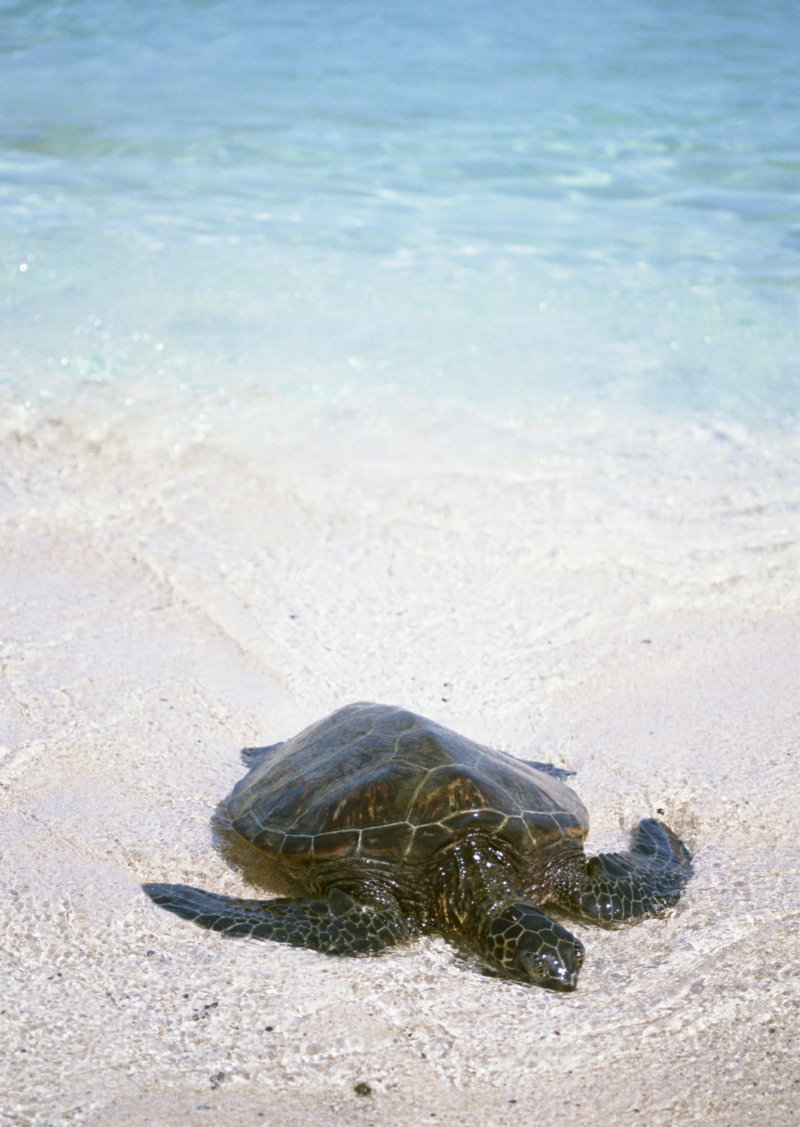 沙滩上一只正在晒太阳的黑色海龟高清图片下载