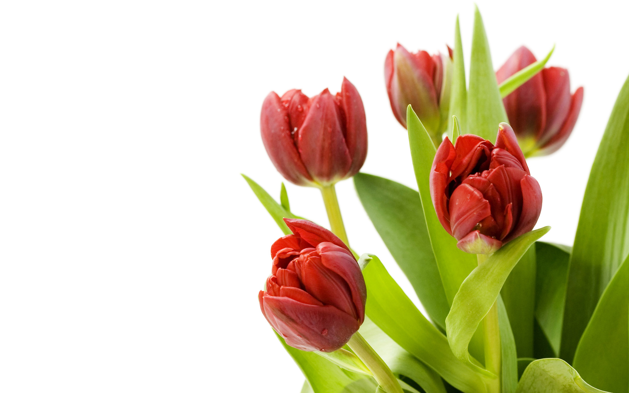 2560Tulip_001014.jpg