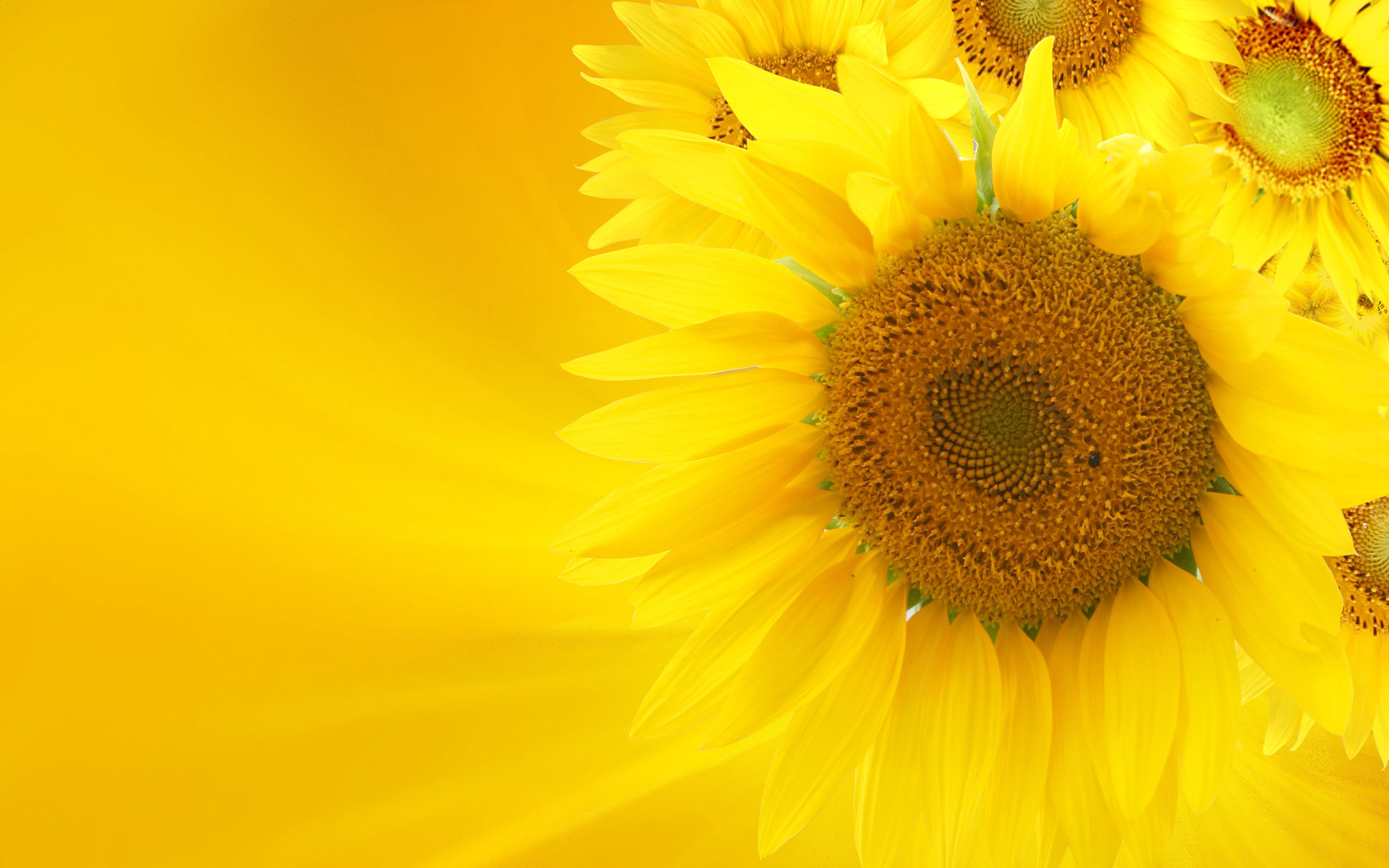 sunflower_009015.jpg