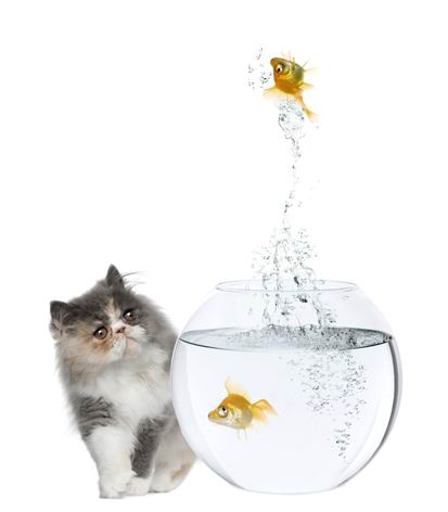 高清白底猫咪与透明玻璃金鱼缸里跳出的金鱼素