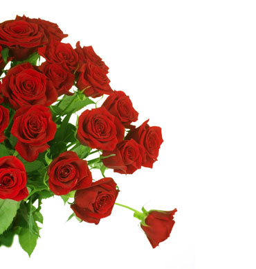 白底鲜艳的红玫瑰花素材高清图片下载